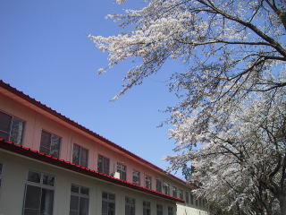 病棟周囲には桜が植えられています